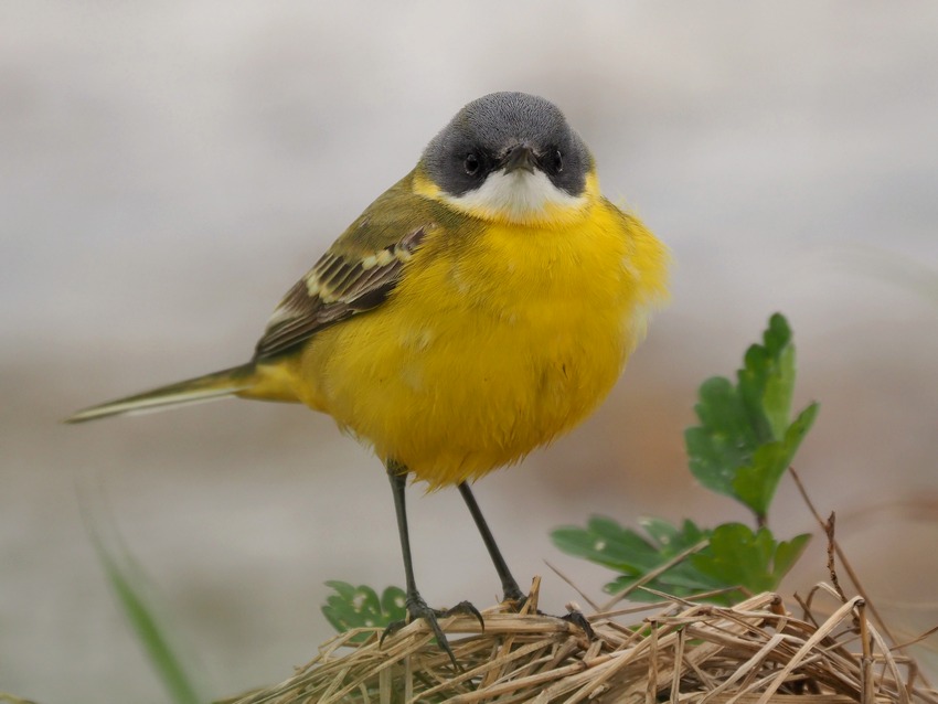 Cutrettole in migrazione:  varie sottospecie di Motacilla flava